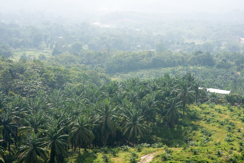 kebun sawit produk unggulan Sumatera dan Kalimantan