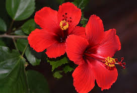 GriyaWisata.com- Kata siapa cantik itu mahal? Buktinya Anda bisa cantik dengan beberapa bunga yang sering Anda jumpai di sekeliling rumah Anda mau tahu apa saja? Yuk, simak selengkapnya.�