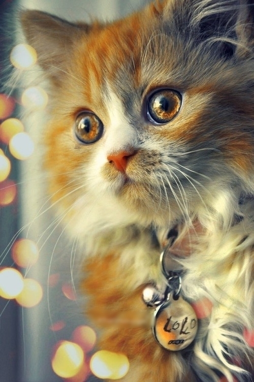 GriyaWisata.com- Ketika Anda memutuskan untuk mengambil kucing liar dan membawa ke kehidupan Anda tentu harus perhatikan hal ini dahulu seperti dilansir Allwomenstalk, Jumat (20/6/2014).�