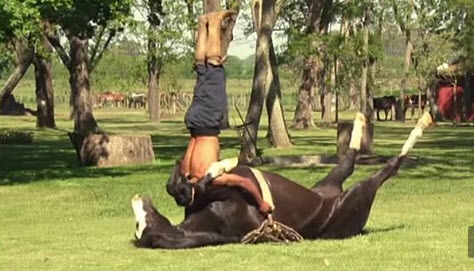 GriyaWisata.com- Oscar dan anaknya, Cristol Scarpati membuat yoga kuda untuk menjinakkan kuda liar bahkan dirinya melakukan handstand.