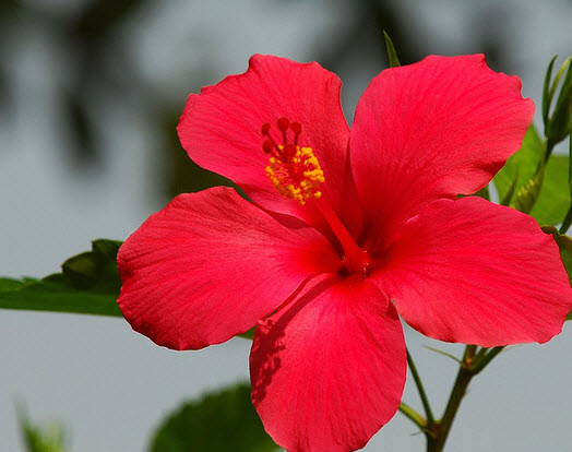 GriyaWisata.com - Bunga sepatu, siapa yang tidak kenal dengan bunga yang cantik ini. Biasanya di simpan dalam pot bunga untuk menghiasi ruangan Anda. Namun ternyata sipenghias yang cantik itu memiliki khasiat yang sangat berbeda dan sangat bermanfaat untuk tubuh Anda.�