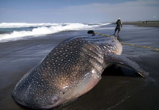 GriyaWisata.com - Satu ikan Hiu dengan panjang sekitar delapan meter terdampar di Pantai Dulupi, Dusun Bajo, Kecamatan Dulupi, Kabupaten Boalemo, Provinsi Gorontalo.