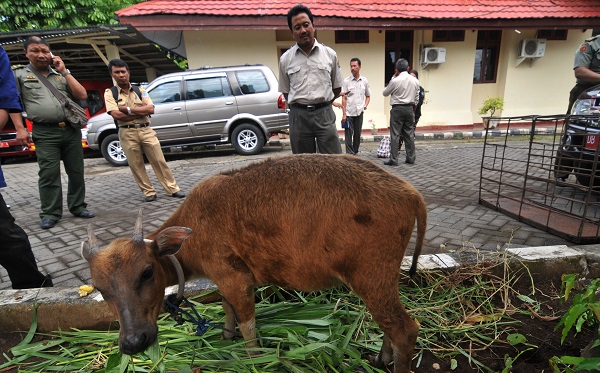 GriyaWisata.Com - Kolaka jadikan hewan langka ini sebagai destinasi wisata baru, selain dari wisata alam, sejarah, budaya dan wisata bahari. Kini Kolaka sedang mengembangkan hewan mamalia yang satu ini. Hingga Pusat Karantinanya pun dibangun.